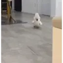 Pelekat