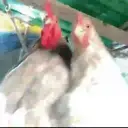 Pelekat