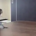 Pelekat