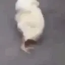 Pelekat