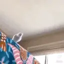 Pelekat
