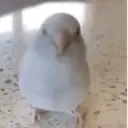 Pelekat