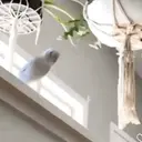 Pelekat