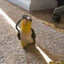Pelekat