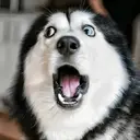 Límmiði