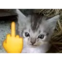 స్టికర్