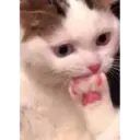 స్టికర్