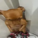 స్టికర్