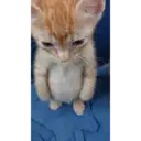 Çıkartma