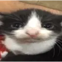 ملصق