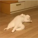 Autocollant
