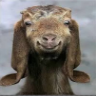 اسٹیکر