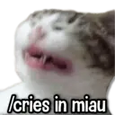 Límmiði