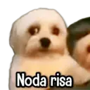 Límmiði