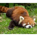 Stika