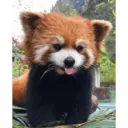 Stika