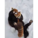 Stika