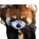 Stika
