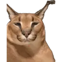 Stika