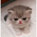 贴纸