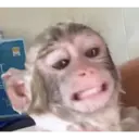 Stika