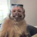 Stika