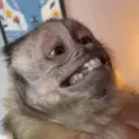 Stika
