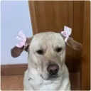 Կպչուն պիտակ