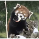 Stika