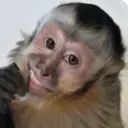 Figurinha