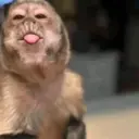 Figurinha