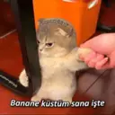 贴纸