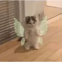 贴纸