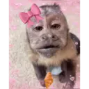 Stika