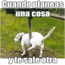 Autocolant