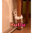 Figurinha