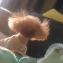Çıkartma