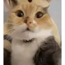 Pelekat