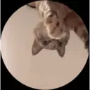 Pelekat
