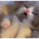 Pelekat