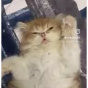 Pelekat