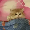 Pelekat