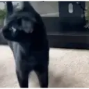 Pelekat