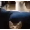 Pelekat