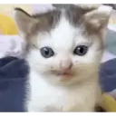 Pelekat