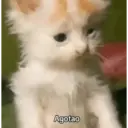 Pelekat