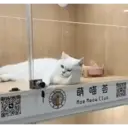 Pelekat