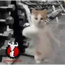 Pelekat