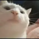 ملصق