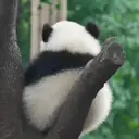 ملصق